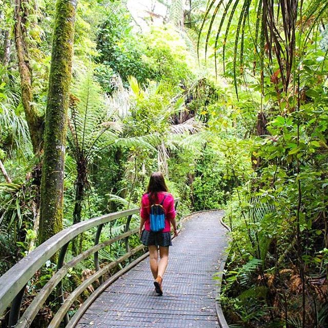 pukeri kauri forest northland