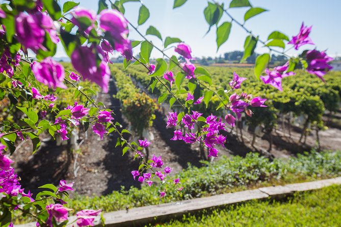 vinalopo wine region alicante
