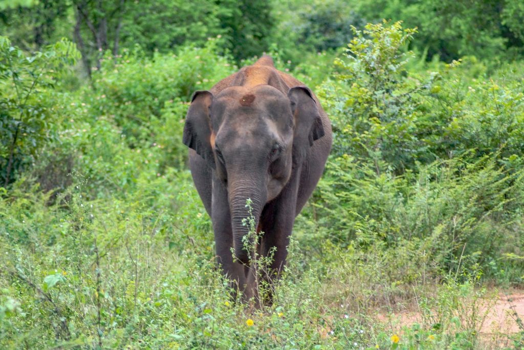 elephant, udawalawe, photogenic sri lanka