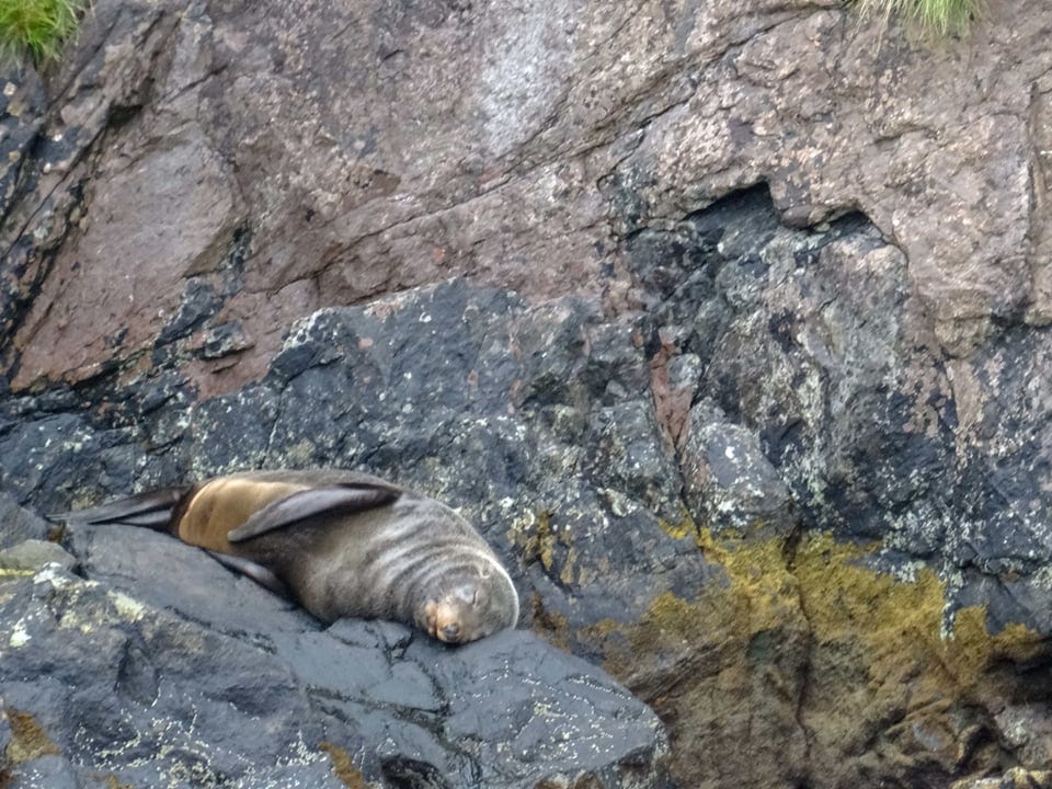 seal milford sound