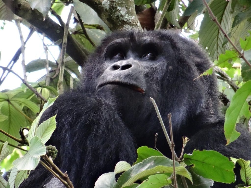silverback gorilla bwindi