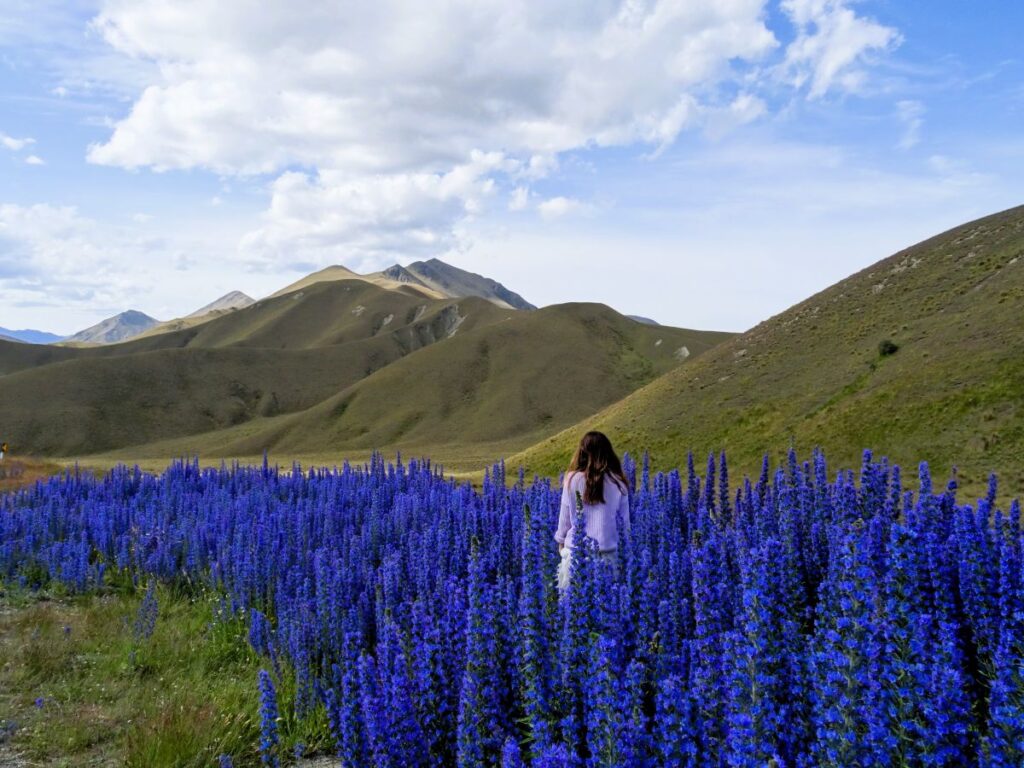lupins lindis pass
