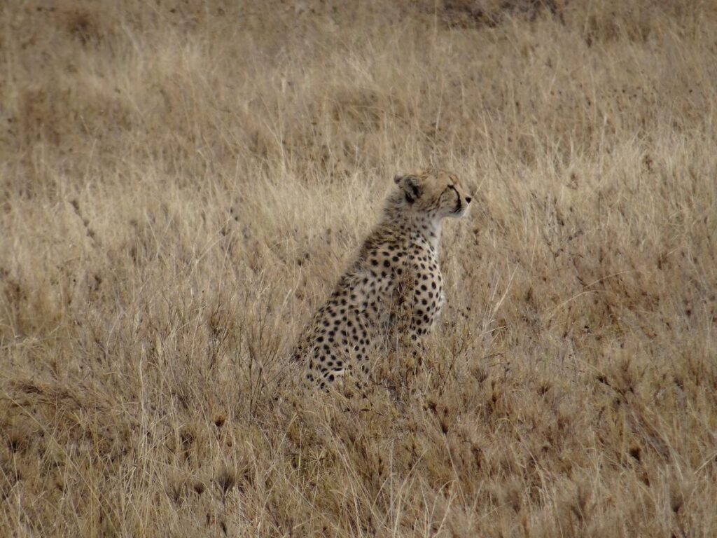 cheetah serengeti