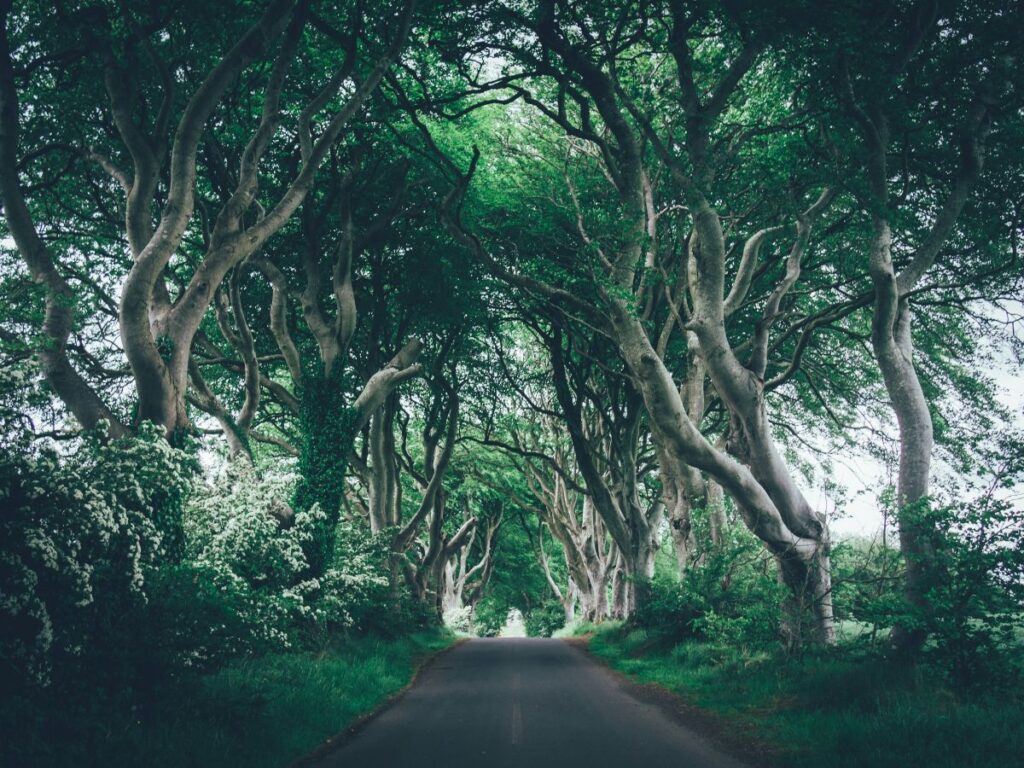 dark hedges northern ireland