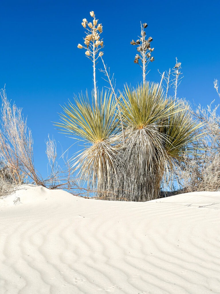 dune life nature trail new mexico
