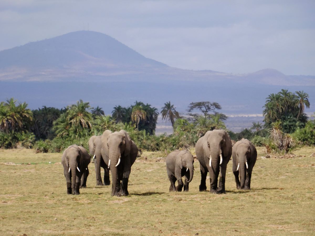 elephants in amboseli national park kenya