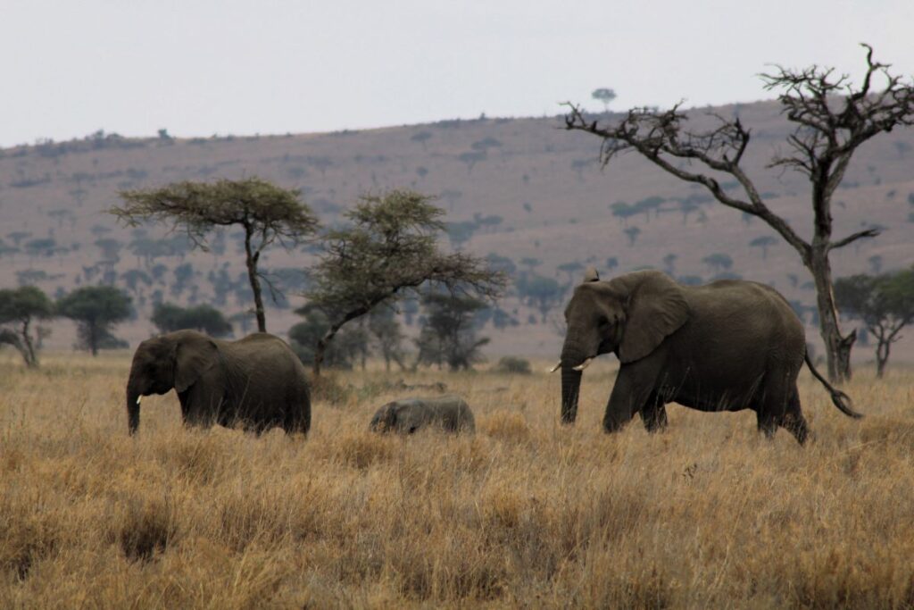herd of elephants in serengeti