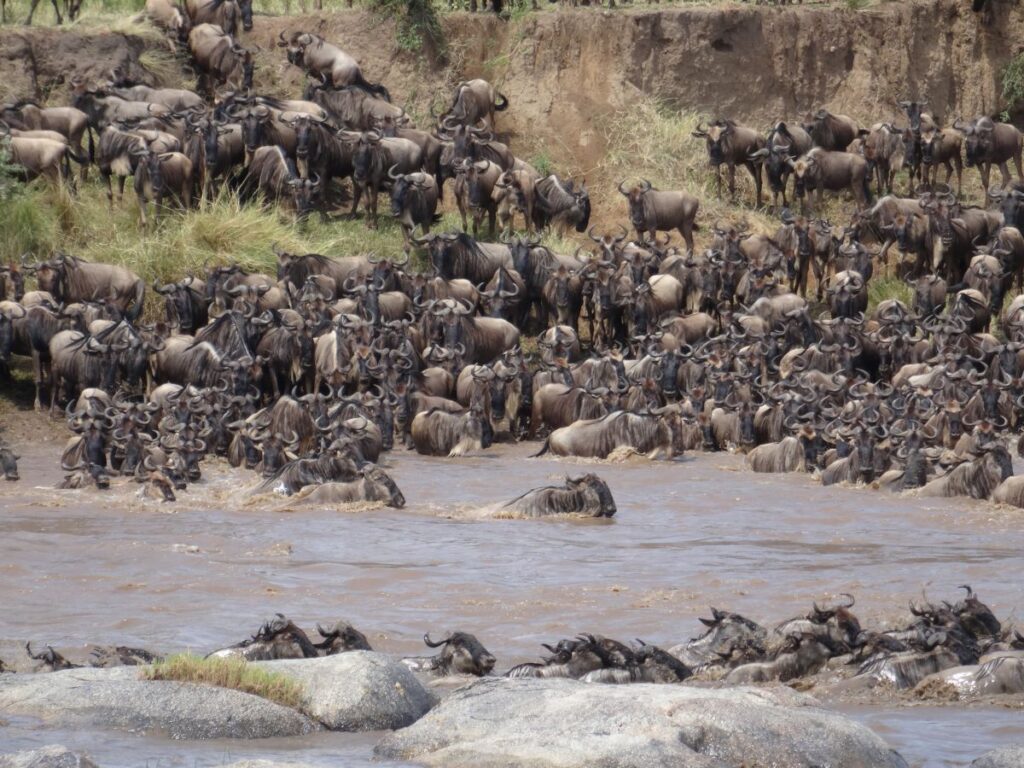 great migration Mara River