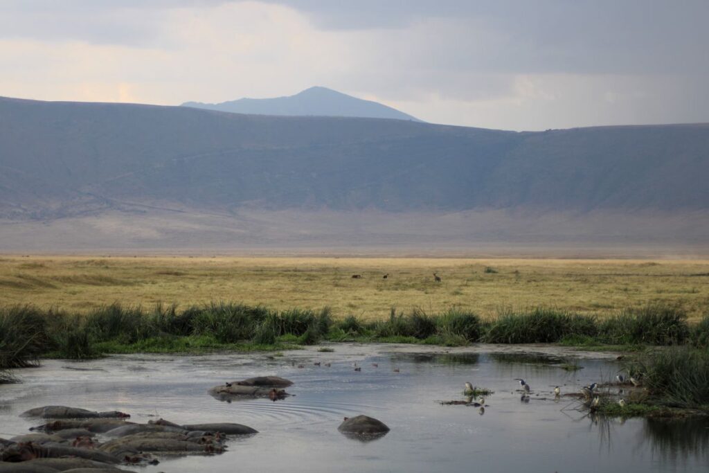 hippos in water ngorongoro crater