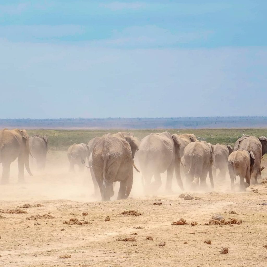 African elephants in Amboseli at sunset