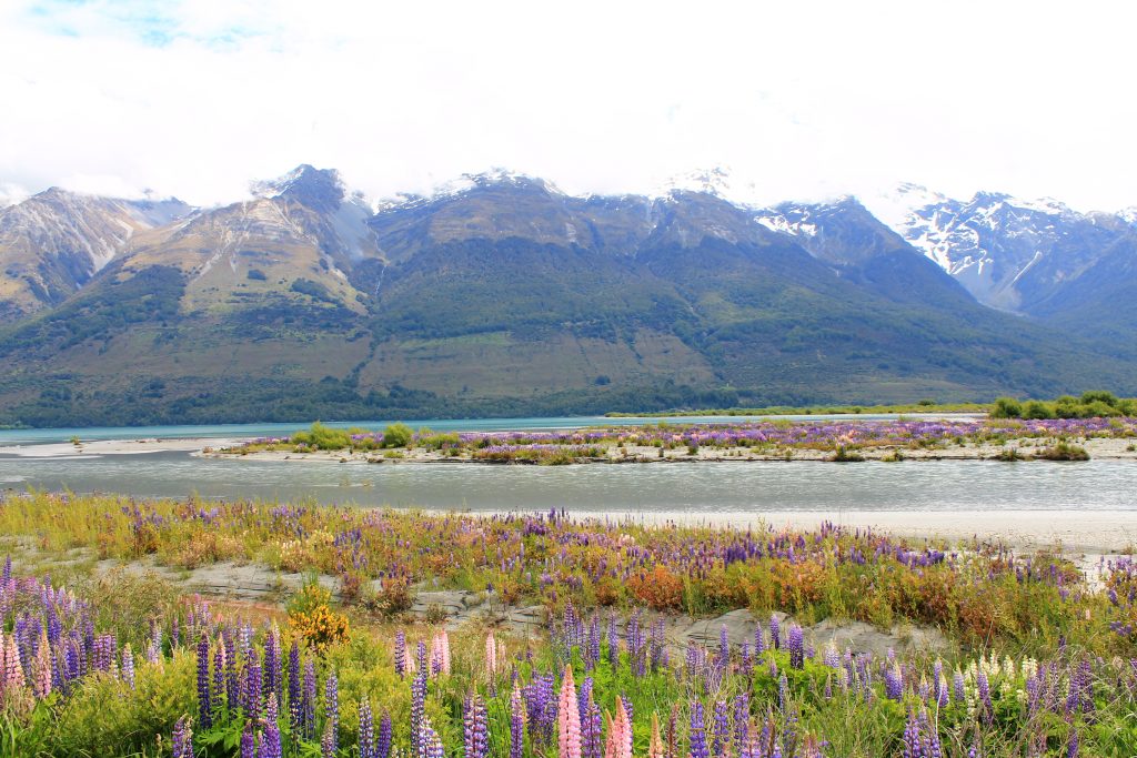 glenorchy in lupin