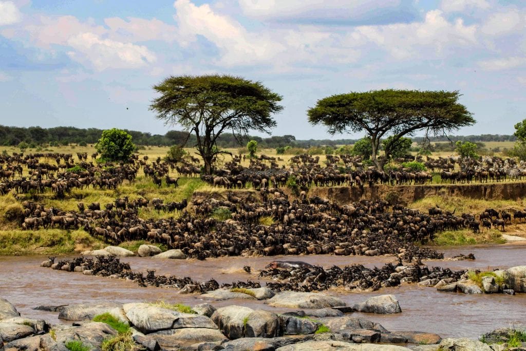 Great migration mara river