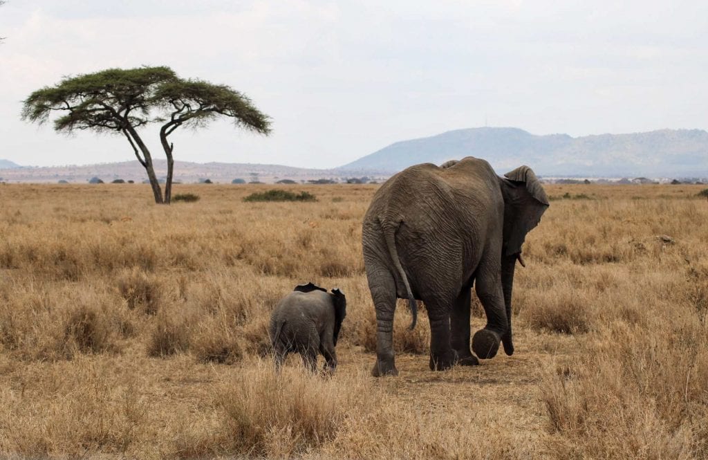 Herd of elephants in Serengeti 