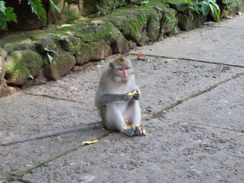 monkey at monkey temple ubud