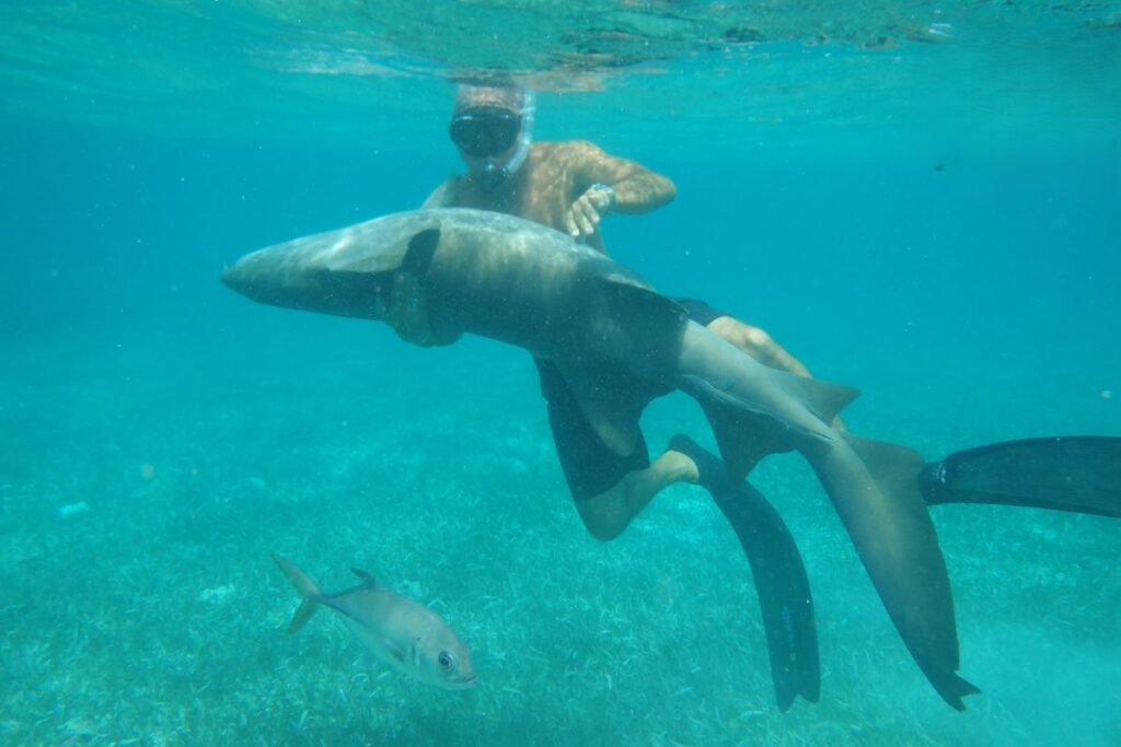 man holding reef shark underwater caye caulker
