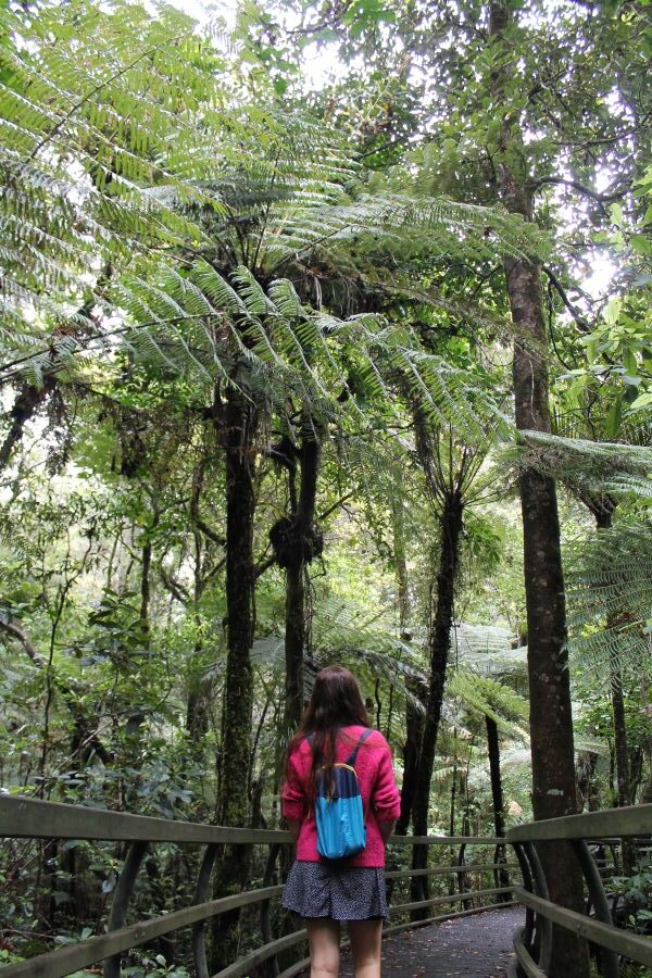 puketi kauri forest lady walking