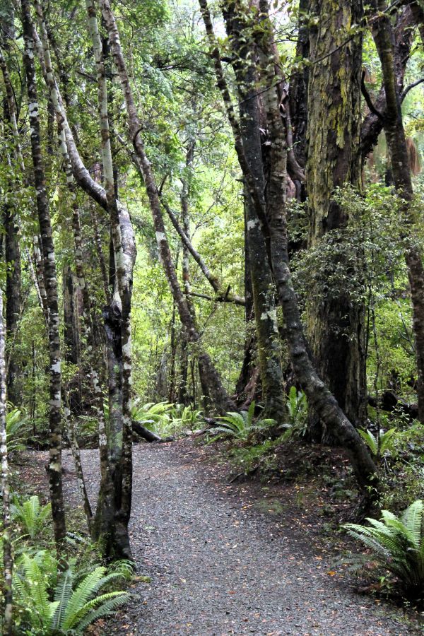 walk into mclean falls