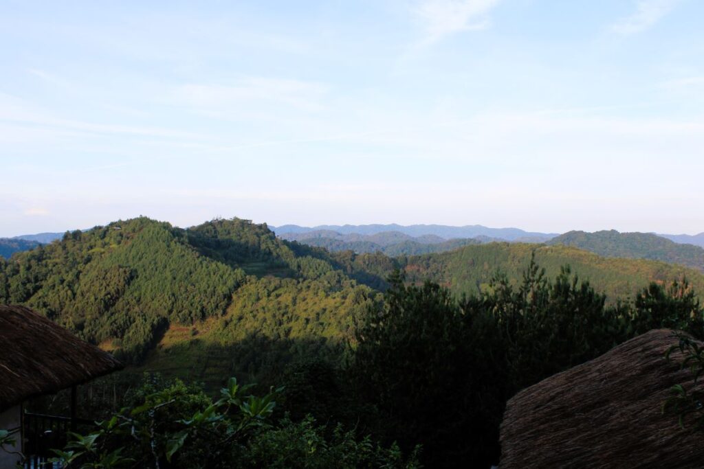 view from gorilla mist camp