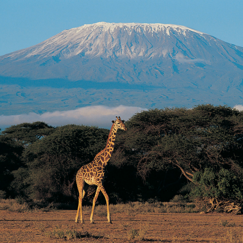 Giraffe stands in front of Mt Kilimanjaro