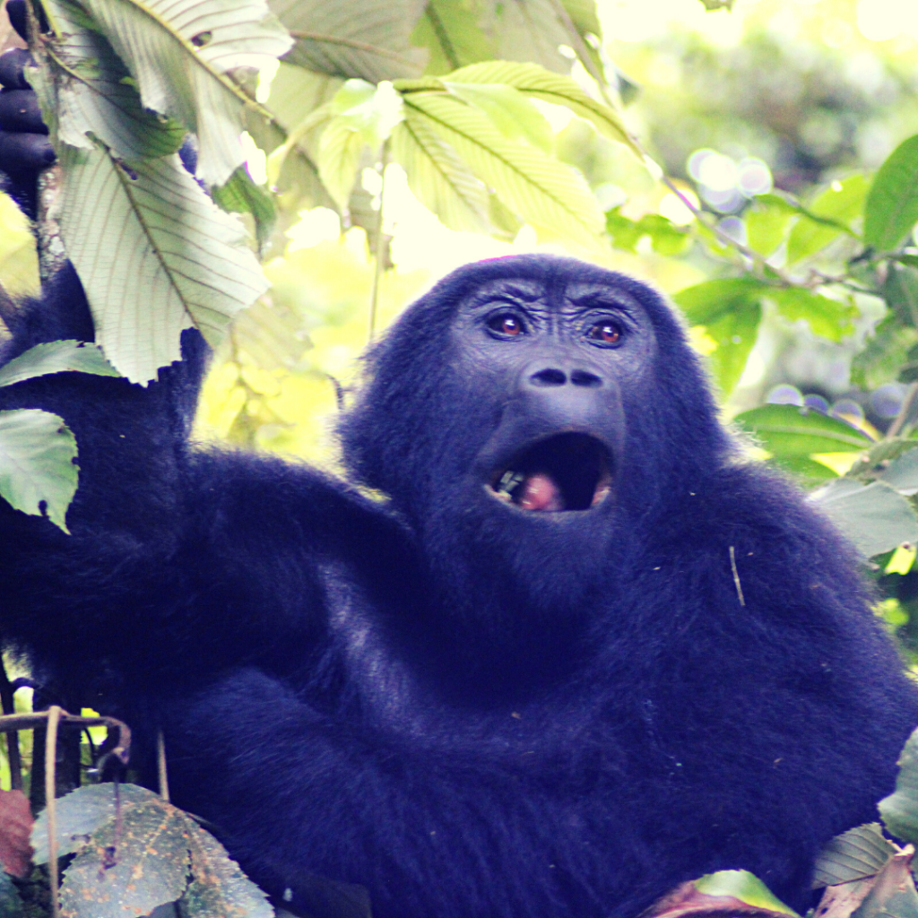female gorilla yawning bwindi uganda