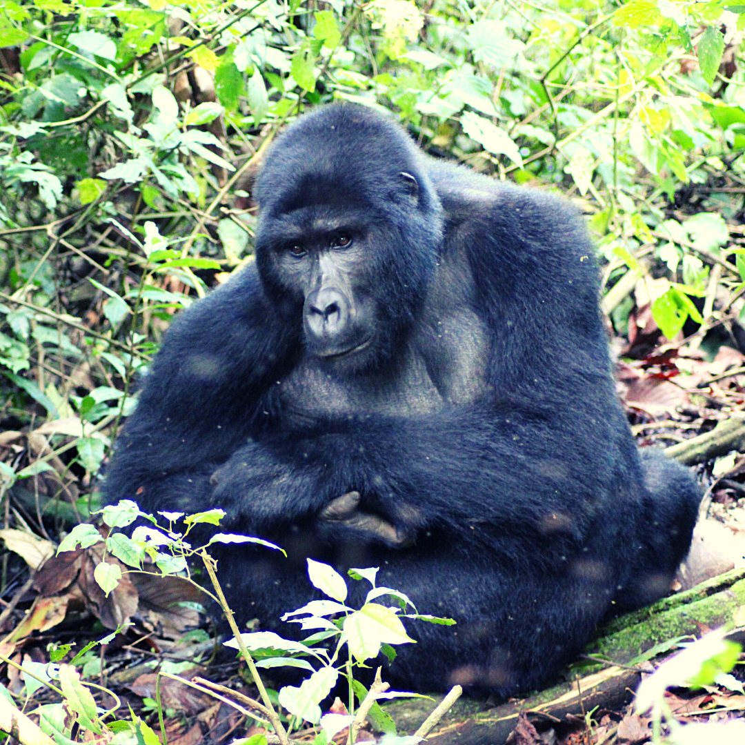 gorilla trekking bwindi uganda