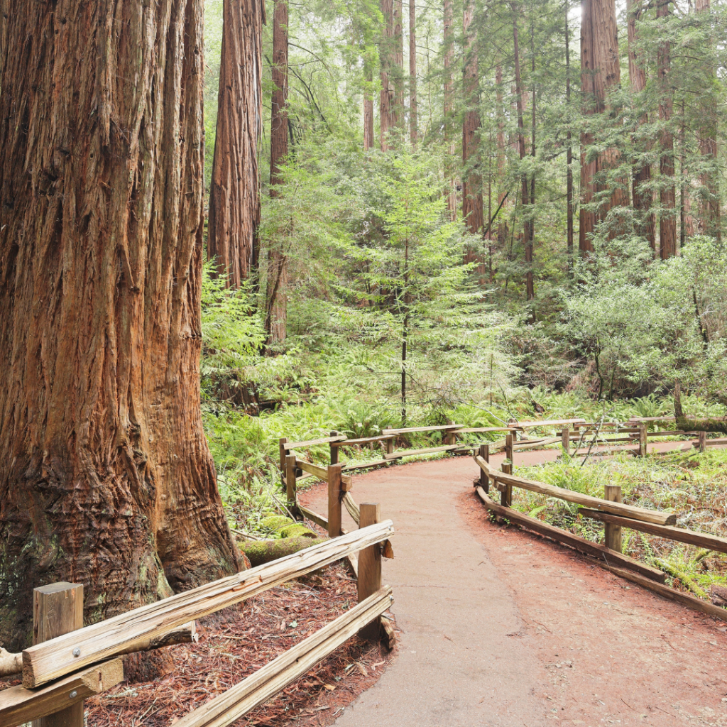 muir woods trail sn francisco